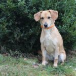 Lanškroun veterinární škola